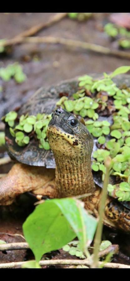 Cabinas El Muellecito Tortuguero Eksteriør bilde