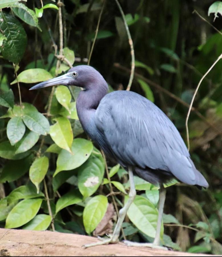 Cabinas El Muellecito Tortuguero Eksteriør bilde