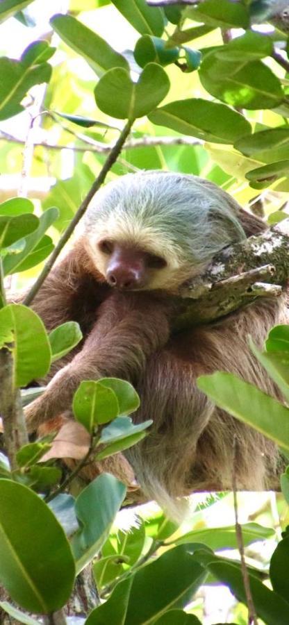 Cabinas El Muellecito Tortuguero Eksteriør bilde