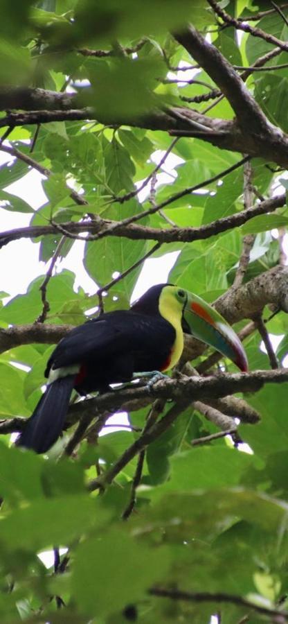 Cabinas El Muellecito Hotell Tortuguero Eksteriør bilde