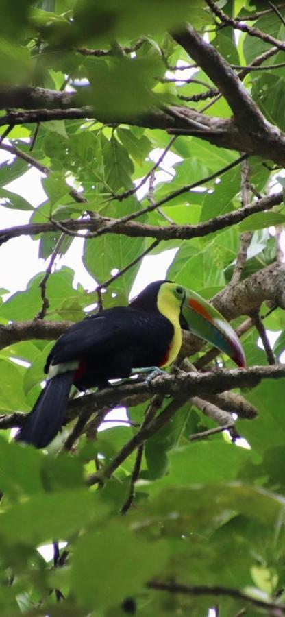 Cabinas El Muellecito Tortuguero Eksteriør bilde